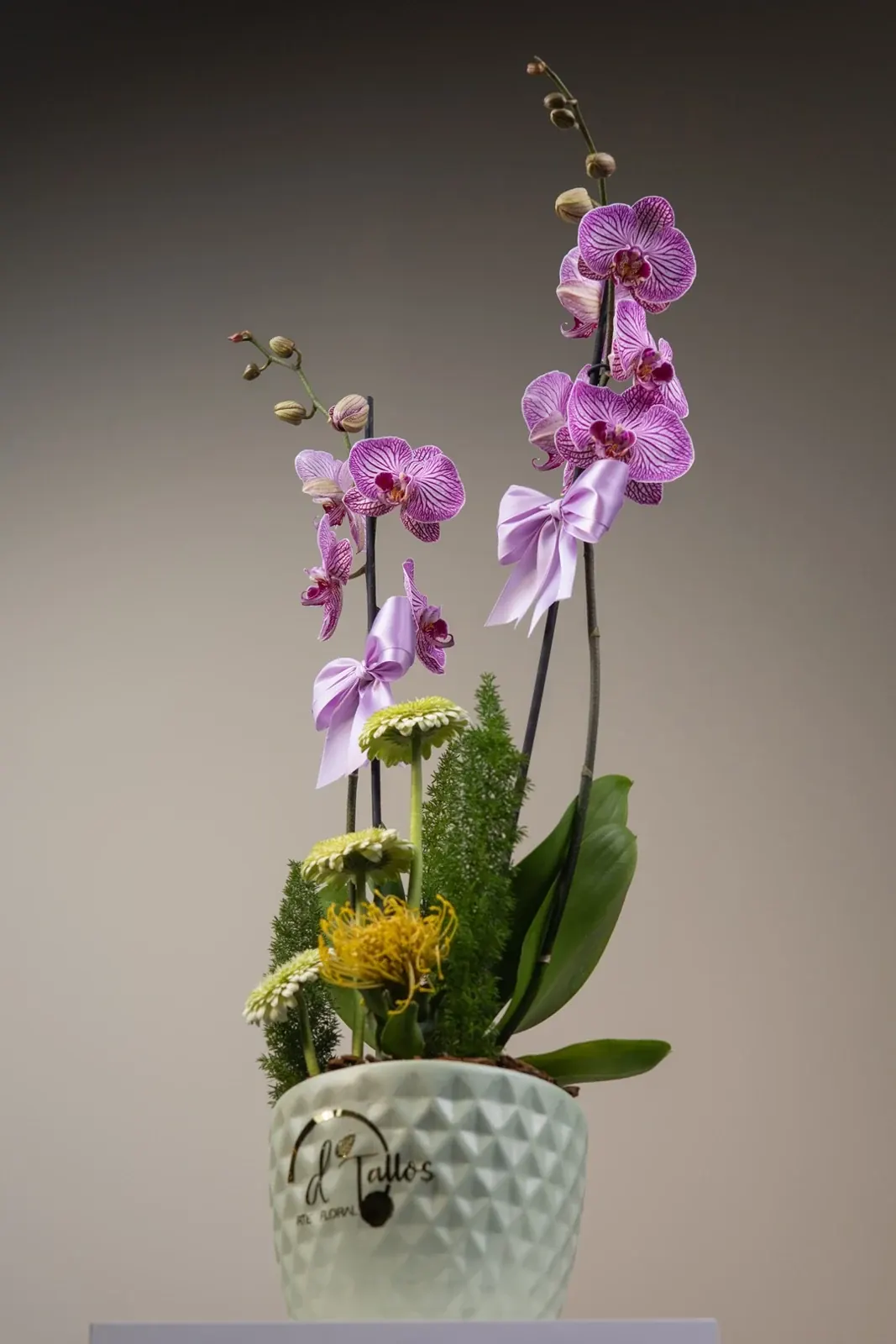 Dúo de Orquídeas · foto 3