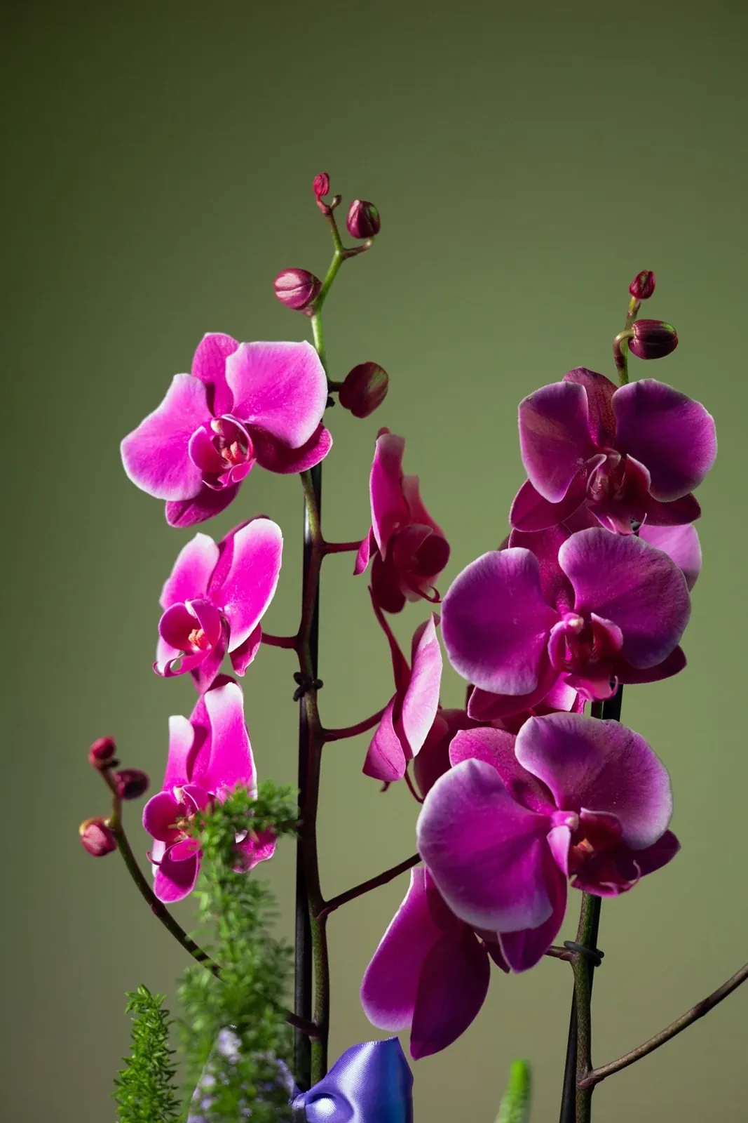 Orquídea Real · foto 3