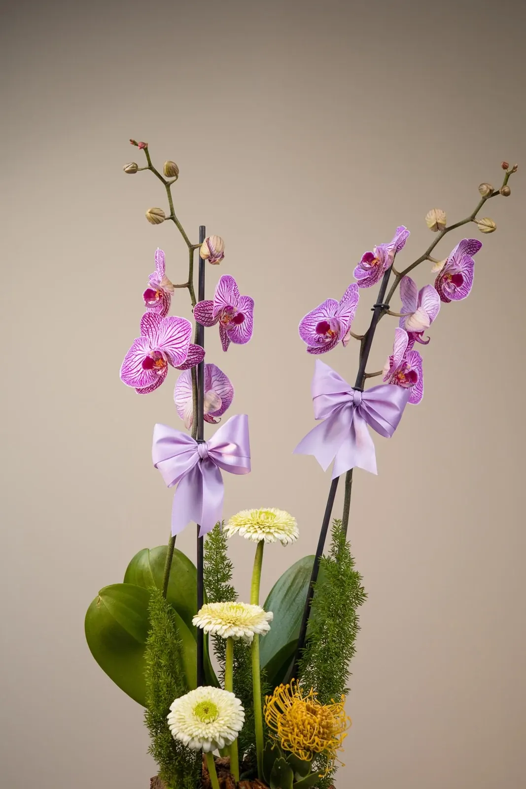 Dúo de Orquídeas · foto 6