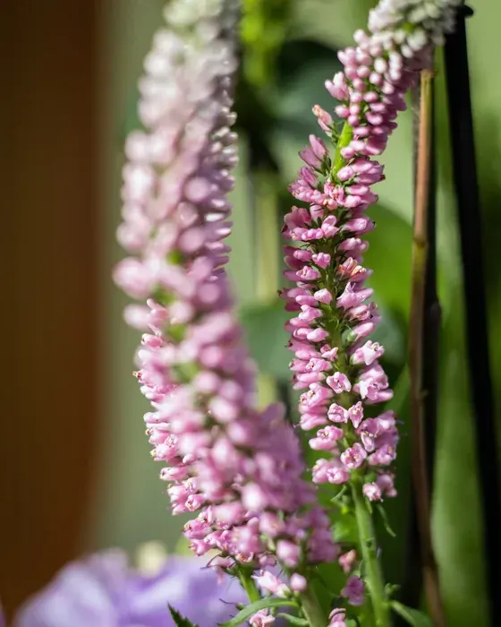 Jardín de mariposas