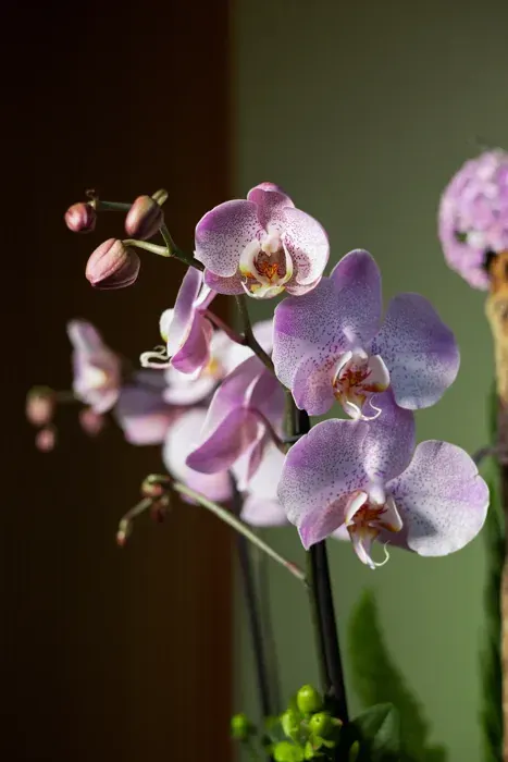 Arte floral D’Tallos
