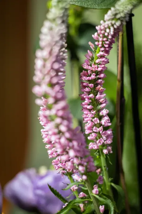 Arte floral D’Tallos