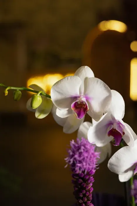 Orquídea Imperial