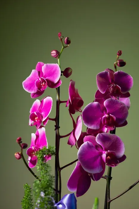 Orquídea Real