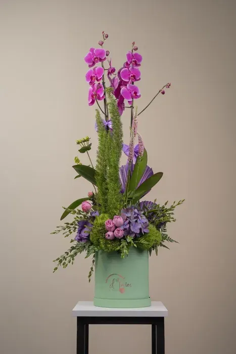 Orquídea Real