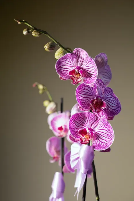 Arte floral D’Tallos