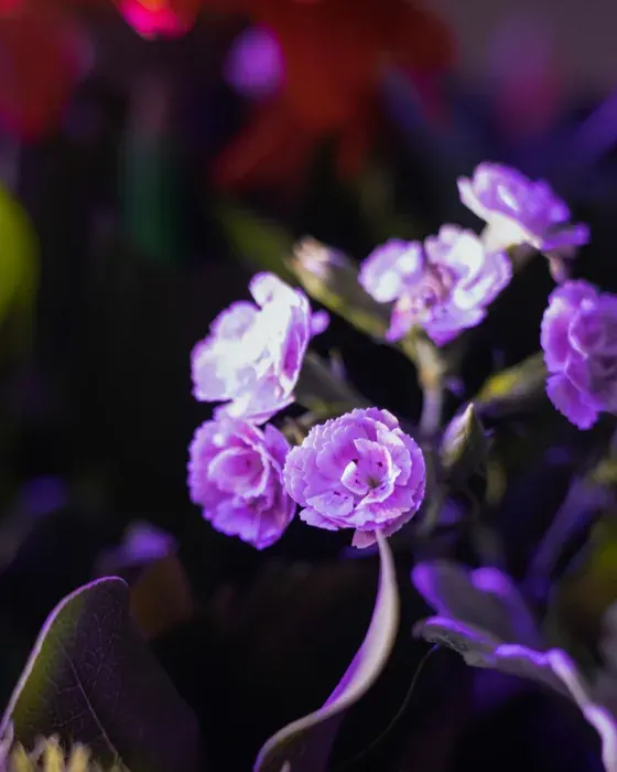 Arte floral D’Tallos